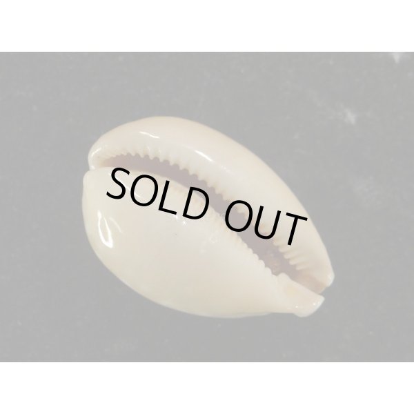 画像3: アワユキ(ミサカエ)ダカラ (3)