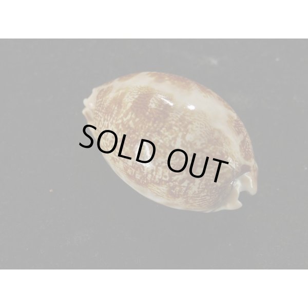 画像2: キングチ(インド)ハラダカラ (2)