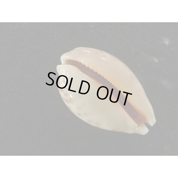 画像3: キングチ(インド)ハラダカラ (3)