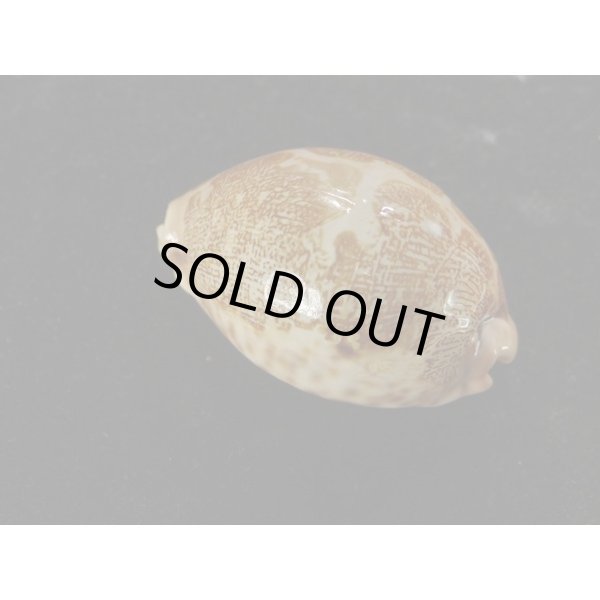 画像2: キングチ(インド)ハラダカラ (2)