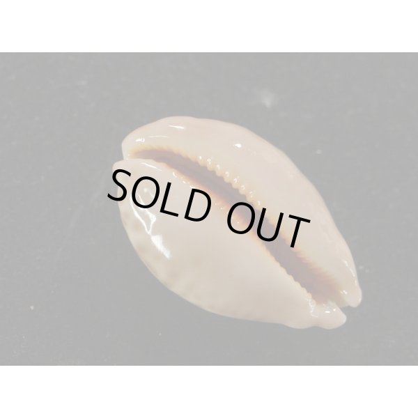 画像3: キングチ(インド)ハラダカラ (3)