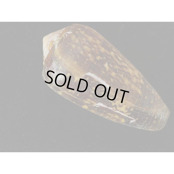 画像2: カトレアミナシ 特大 (2)