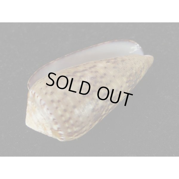 画像3: カトレアミナシ 特大 (3)