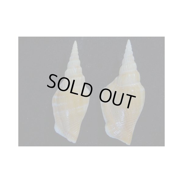 画像2: タケノコシドロ 2つのフォーム 小 (2)