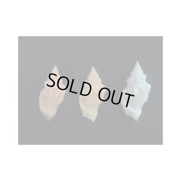 画像2: チリメンムカシタモト?? 3色セット (2)