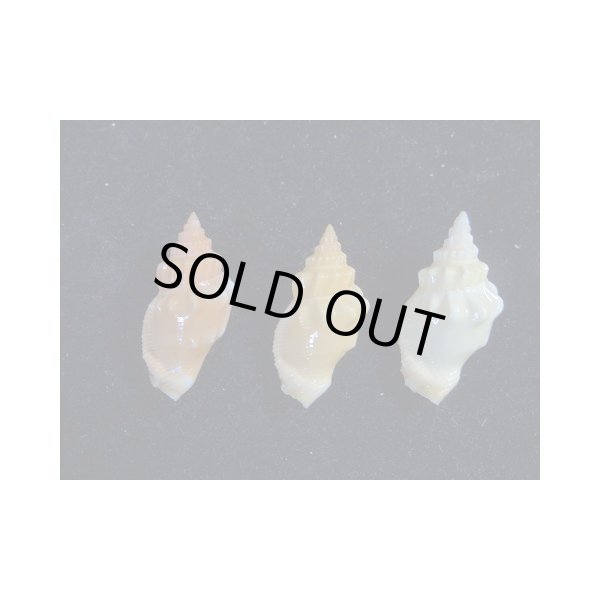 画像2: チリメンムカシタモト？？　３色セット (2)