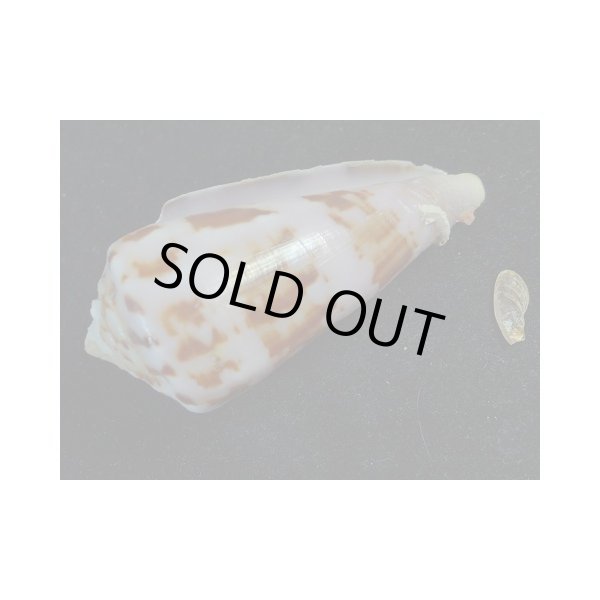 画像3: キノシタイモ　大 (3)