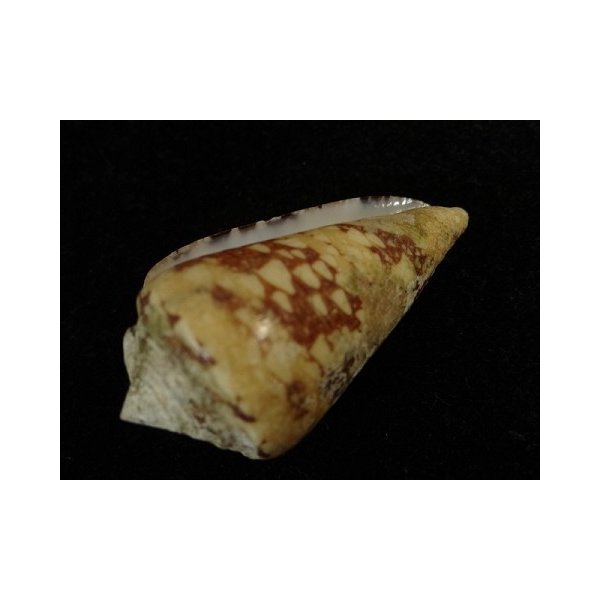 画像3: テンジクイモ (3)