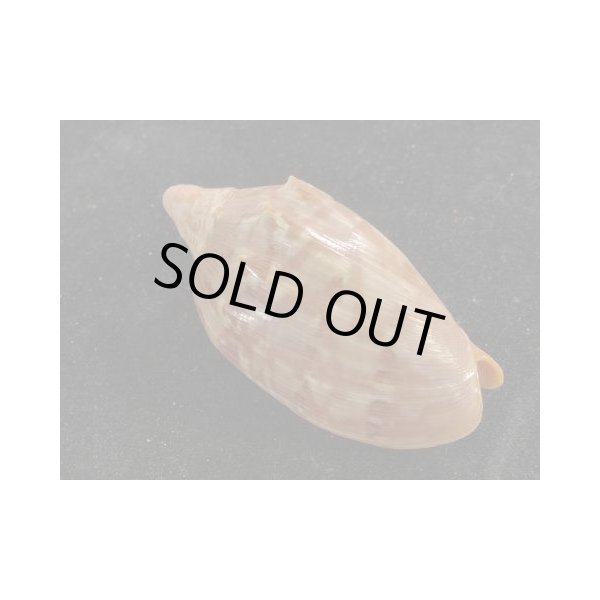 画像2: クレナイコオロギ (2)