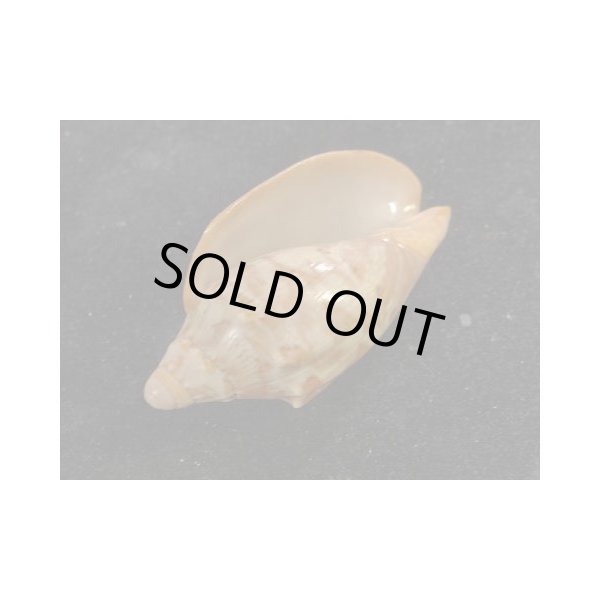 画像3: クレナイコオロギ (3)