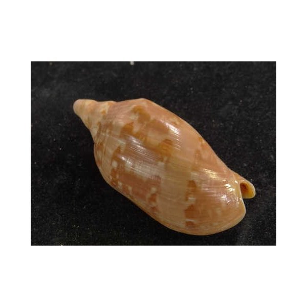 画像2: クレナイコオロギ (2)