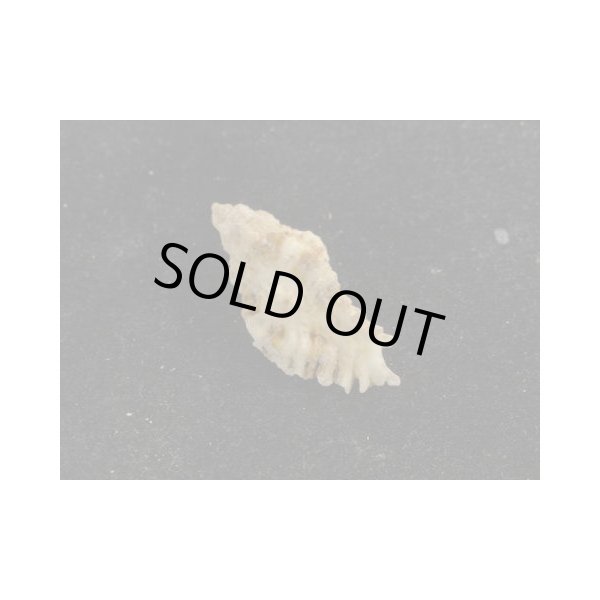 画像2: ヒラセヒメバショウ (2)