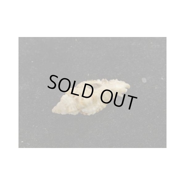 画像3: ヒラセヒメバショウ (3)