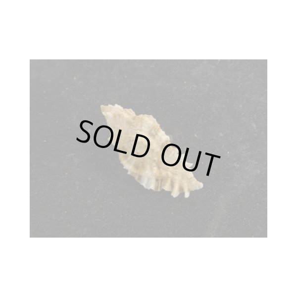 画像2: ヒラセヒメバショウ (2)