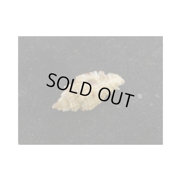 画像3: ヒラセヒメバショウ (3)