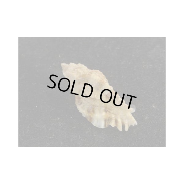 画像2: ヒラセヒメバショウ (2)