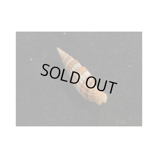 画像2: ハデオビミノムシ (2)