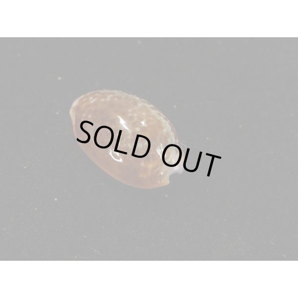 画像2: アフリカカモンダカラ (2)