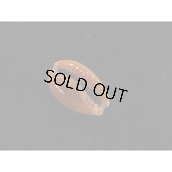 画像3: アフリカカモンダカラ (3)