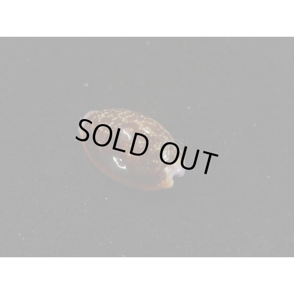 画像2: アフリカカモンダカラ (2)