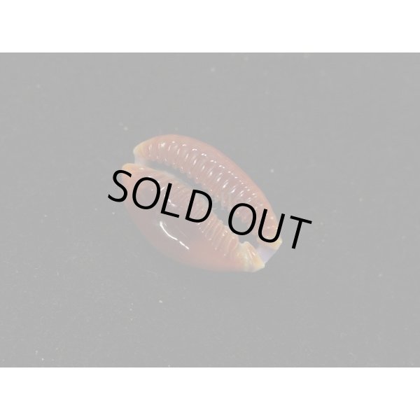 画像3: アフリカカモンダカラ (3)