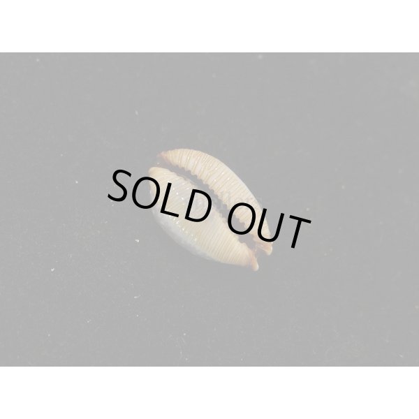 画像3: ノランサメダカラ (3)