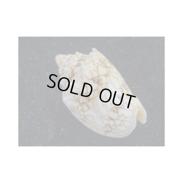 画像2: キングチコオロギ (2)