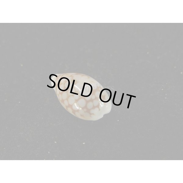 画像2: アフリカカノコダカラ (2)