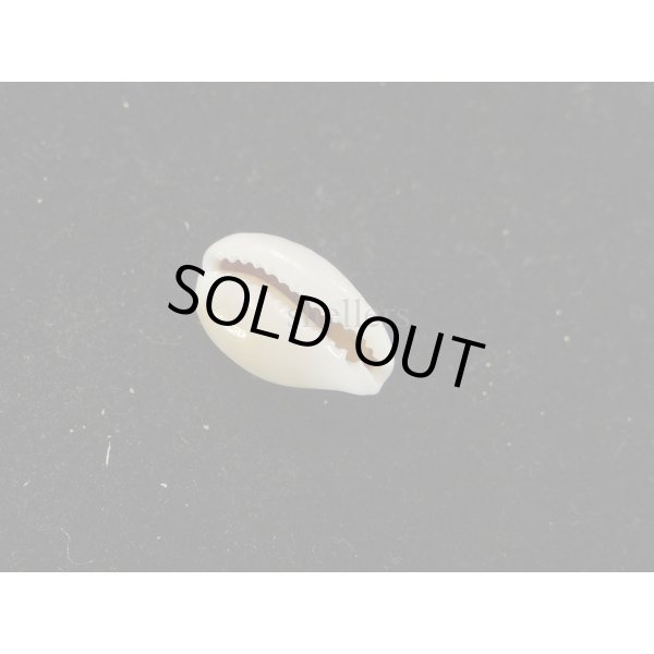 画像3: アフリカカノコダカラ (3)