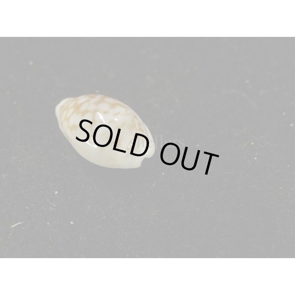 画像2: アフリカカノコダカラ (2)