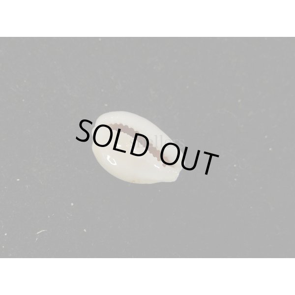 画像3: アフリカカノコダカラ (3)