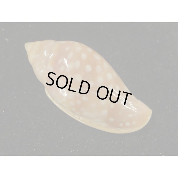 画像2: ユキフリヘリトリ　大 (2)