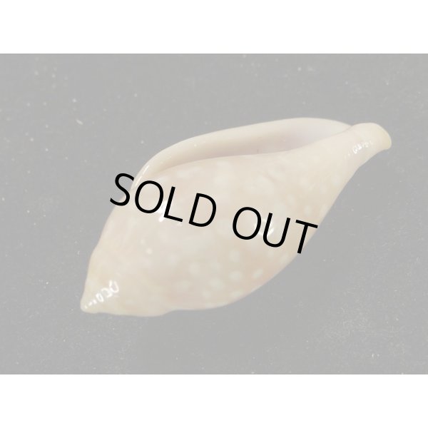 画像3: ユキフリヘリトリ　大 (3)