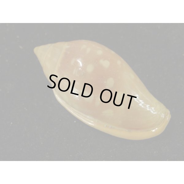 画像2: ユキフリヘリトリ 大 (2)