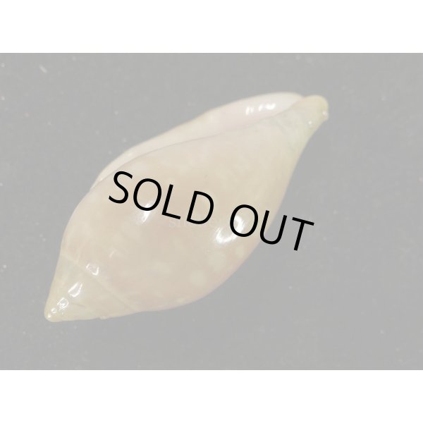 画像3: ユキフリヘリトリ 大 (3)