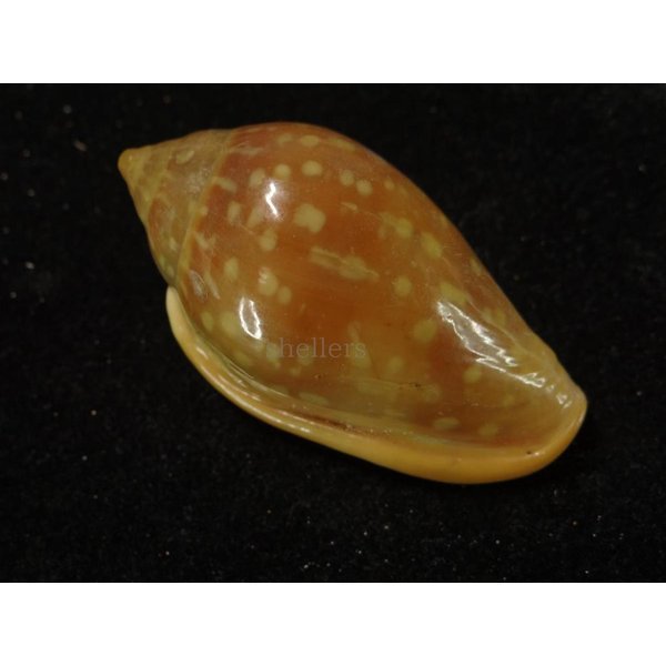 画像2: ユキフリヘリトリ　大 (2)