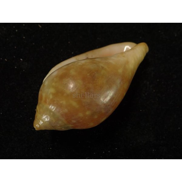 画像3: ユキフリヘリトリ　大 (3)