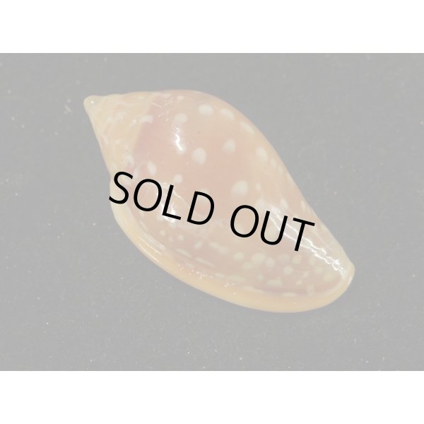 画像2: ユキフリヘリトリ 濃色 大 (2)