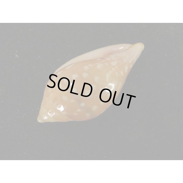 画像3: ユキフリヘリトリ 濃色 大 (3)