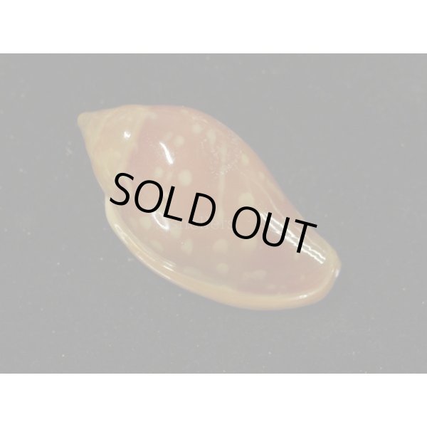 画像2: ユキフリヘリトリ 濃色 大 (2)