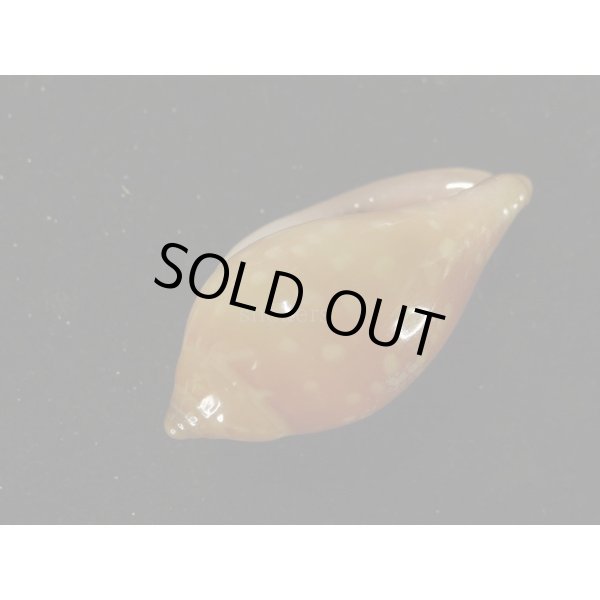 画像3: ユキフリヘリトリ 濃色 大 (3)