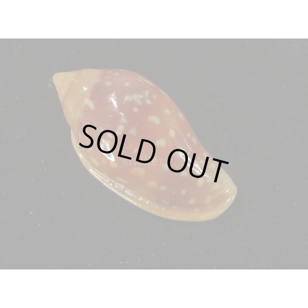 画像2: ユキフリヘリトリ 濃色 大 (2)