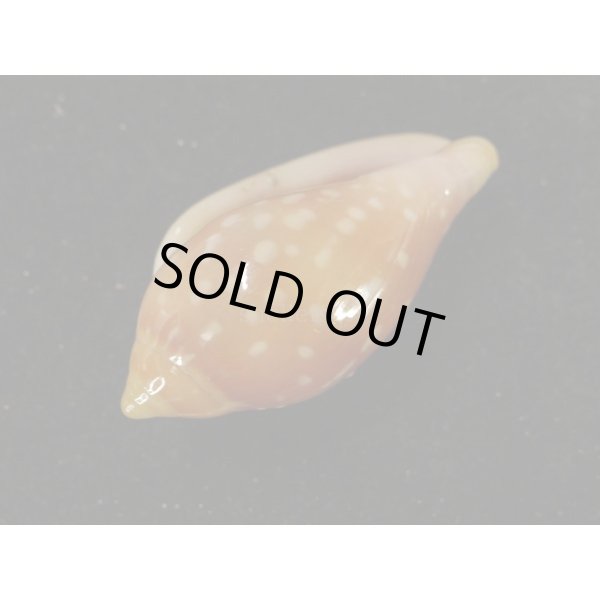 画像3: ユキフリヘリトリ 濃色 大 (3)