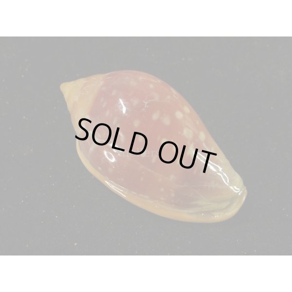 画像2: ユキフリヘリトリ 濃色 大 (2)