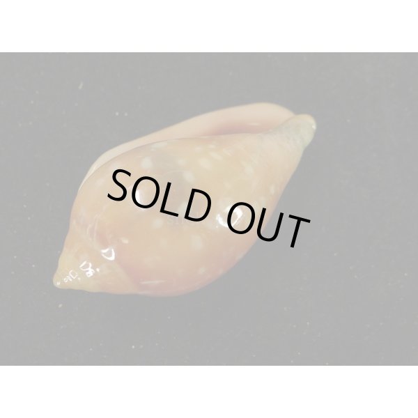 画像3: ユキフリヘリトリ 濃色 大 (3)