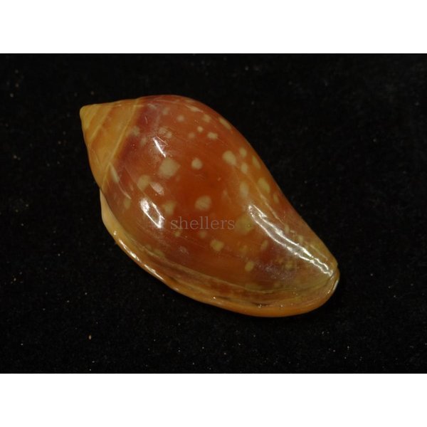 画像2: ユキフリヘリトリ 濃色 大 (2)