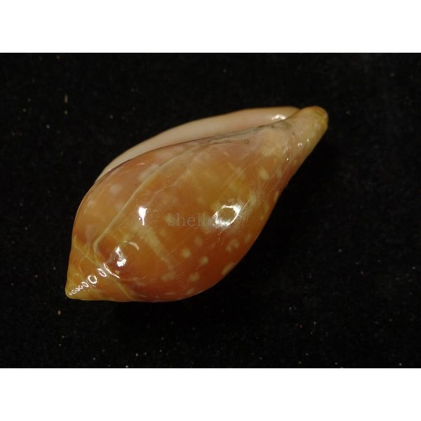 画像3: ユキフリヘリトリ 濃色 大 (3)