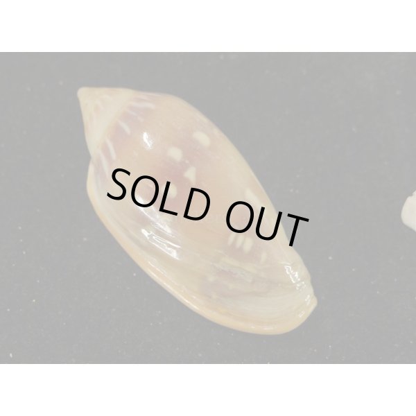 画像2: シラボシヘリトリ 大 (2)