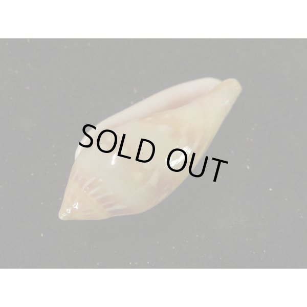 画像3: シラボシヘリトリ 大 (3)