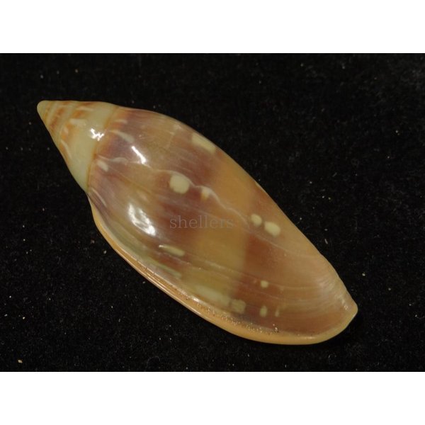 画像2: シラボシヘリトリ 大 (2)